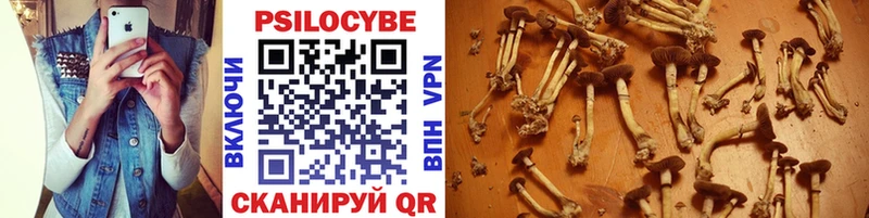 наркотики  Грайворон  Галлюциногенные грибы Psilocybe 